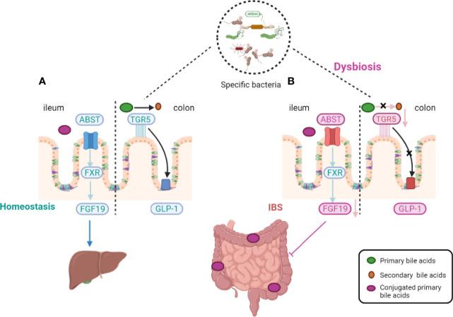 https://cdn.ncbi.nlm.nih.gov/pmc/blobs/39d4/8495119/858d4b6fd6af/fcimb-11-729346-g001.jpg