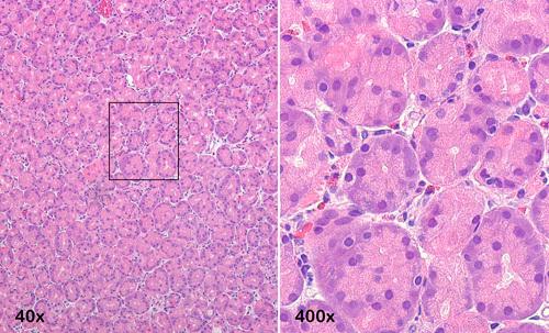 https://cdn.ncbi.nlm.nih.gov/pmc/blobs/39d4/8923360/3f2e0e8acaf9/pas-46-557-g005.jpg