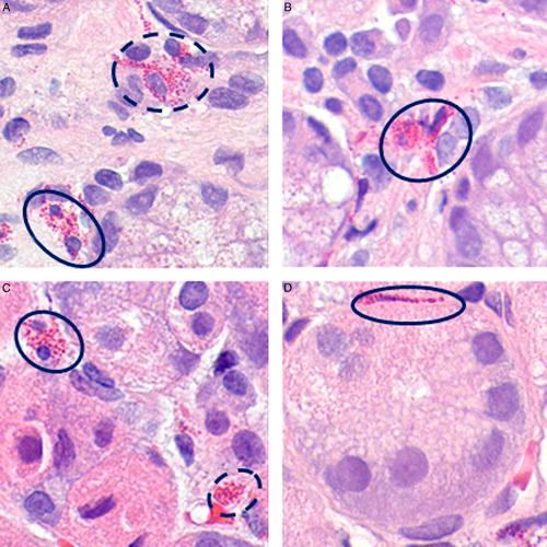 https://cdn.ncbi.nlm.nih.gov/pmc/blobs/39d4/8923360/aa5e7b79e59f/pas-46-557-g004.jpg