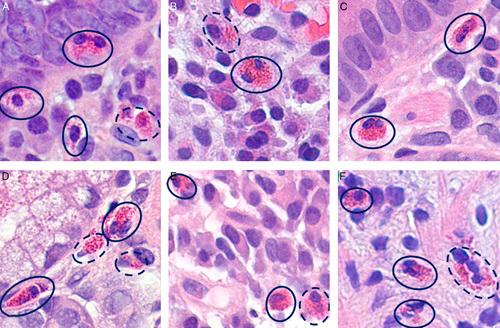 https://cdn.ncbi.nlm.nih.gov/pmc/blobs/39d4/8923360/bc749b140822/pas-46-557-g003.jpg