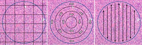https://cdn.ncbi.nlm.nih.gov/pmc/blobs/39d4/8923360/ce5a2ad91b7e/pas-46-557-g006.jpg