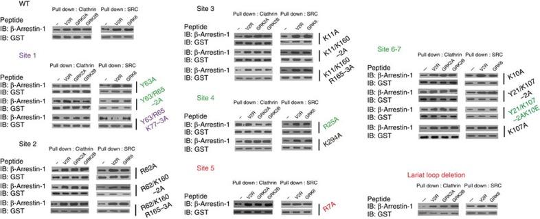 https://cdn.ncbi.nlm.nih.gov/pmc/blobs/39d5/4569848/858258bacc2a/ncomms9202-f7.jpg