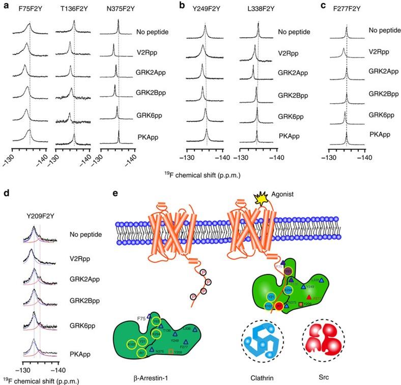 https://cdn.ncbi.nlm.nih.gov/pmc/blobs/39d5/4569848/be07fd6aede1/ncomms9202-f5.jpg
