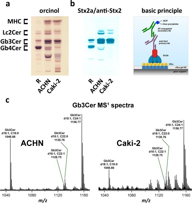 https://cdn.ncbi.nlm.nih.gov/pmc/blobs/39d5/7080763/8134fe5f9ac6/41598_2020_59694_Fig2_HTML.jpg