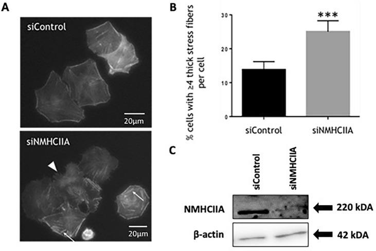 https://cdn.ncbi.nlm.nih.gov/pmc/blobs/39da/11958448/8957d0fe53ad/13577_2025_1196_Fig4_HTML.jpg