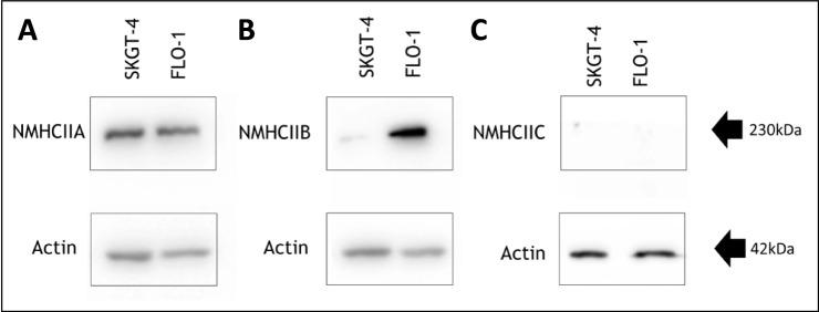 https://cdn.ncbi.nlm.nih.gov/pmc/blobs/39da/11958448/e2bcae374516/13577_2025_1196_Fig1_HTML.jpg
