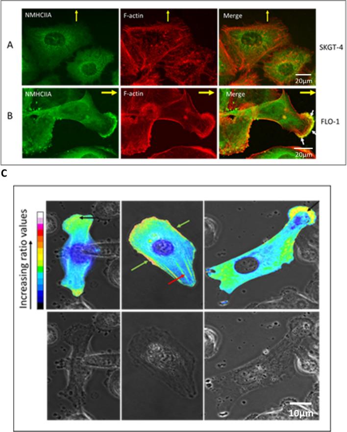 https://cdn.ncbi.nlm.nih.gov/pmc/blobs/39da/11958448/ec658140255d/13577_2025_1196_Fig3_HTML.jpg