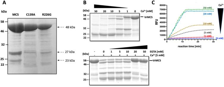 https://cdn.ncbi.nlm.nih.gov/pmc/blobs/39dd/12310787/25c65c1c9f35/299_2025_3567_Fig9_HTML.jpg