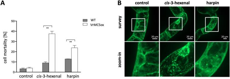 https://cdn.ncbi.nlm.nih.gov/pmc/blobs/39dd/12310787/501327f41f0e/299_2025_3567_Fig4_HTML.jpg