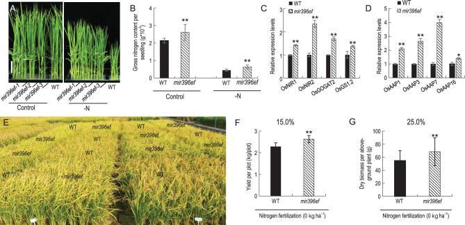 https://cdn.ncbi.nlm.nih.gov/pmc/blobs/39df/8288854/b0182465f46a/nwz142fig3.jpg