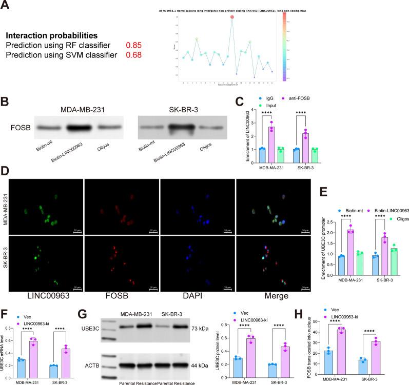 https://cdn.ncbi.nlm.nih.gov/pmc/blobs/39e4/10182610/1fe3bad0dd95/12967_2023_4153_Fig8_HTML.jpg