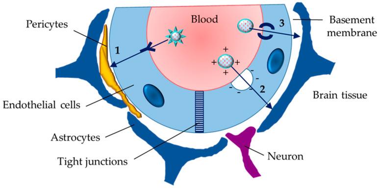 https://cdn.ncbi.nlm.nih.gov/pmc/blobs/39ea/11854394/2cbfbbb27c1d/gels-11-00124-g004.jpg