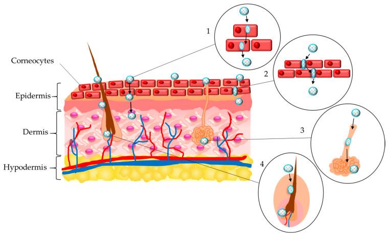 https://cdn.ncbi.nlm.nih.gov/pmc/blobs/39ea/11854394/e460df2695e4/gels-11-00124-g006.jpg