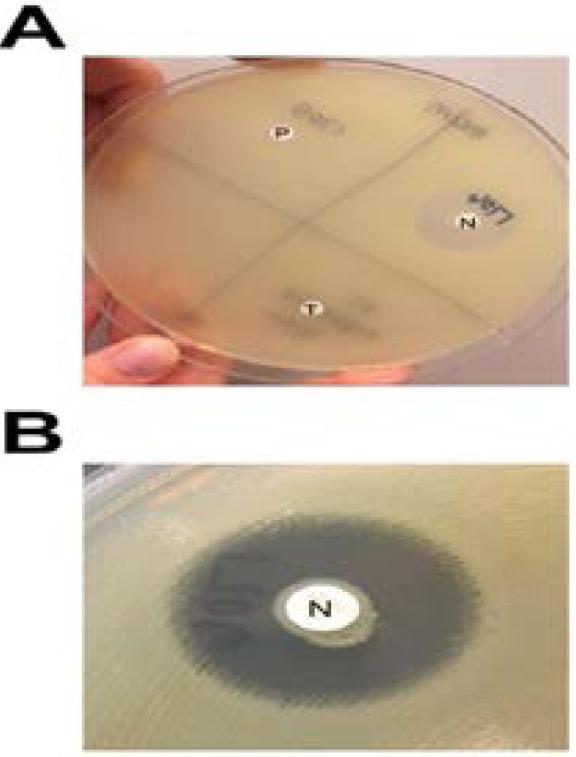 https://cdn.ncbi.nlm.nih.gov/pmc/blobs/39eb/7751514/365334a03365/AFHS2003-1090Fig16.jpg
