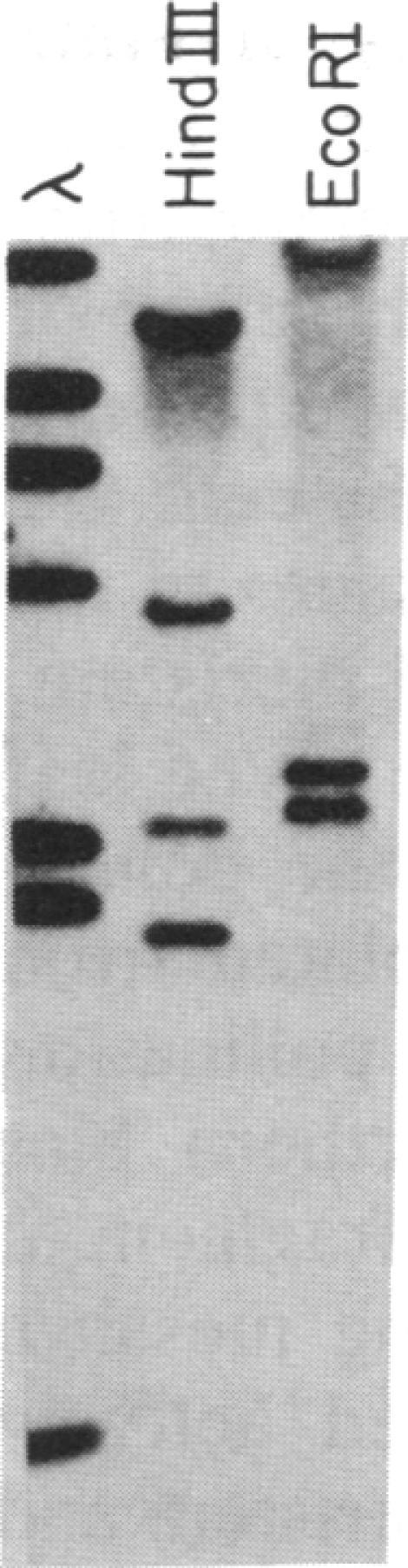https://cdn.ncbi.nlm.nih.gov/pmc/blobs/39ee/51450/7821926bc811/pnas01058-0421-b.jpg