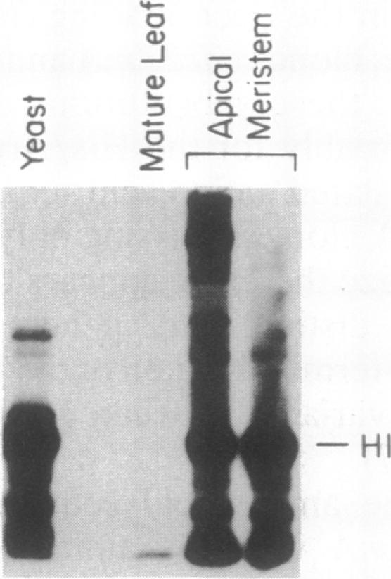 https://cdn.ncbi.nlm.nih.gov/pmc/blobs/39ee/51450/d9c95166690c/pnas01058-0422-a.jpg