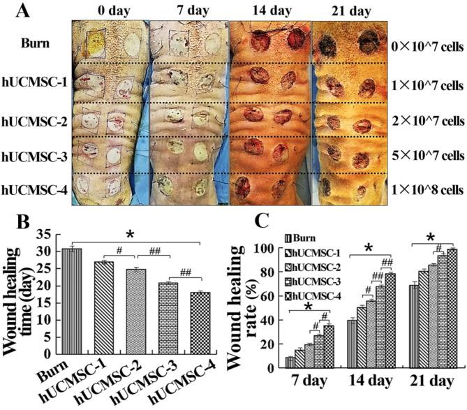https://cdn.ncbi.nlm.nih.gov/pmc/blobs/39f0/11575178/9c161ffe5259/13287_2024_4063_Fig1_HTML.jpg