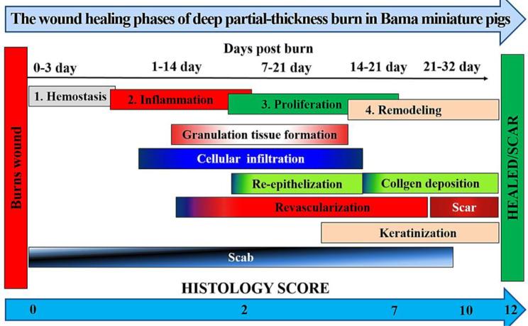 https://cdn.ncbi.nlm.nih.gov/pmc/blobs/39f0/11575178/e7f66e76e50a/13287_2024_4063_Fig6_HTML.jpg