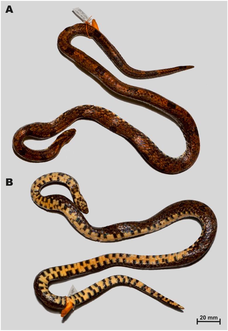 https://cdn.ncbi.nlm.nih.gov/pmc/blobs/39f1/6951295/2f2e3c140bc3/peerj-08-8332-g003.jpg