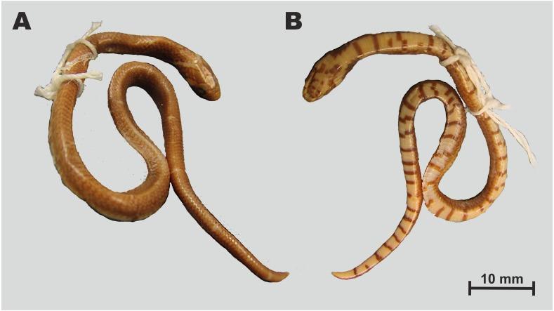 https://cdn.ncbi.nlm.nih.gov/pmc/blobs/39f1/6951295/41903c4a50ca/peerj-08-8332-g009.jpg
