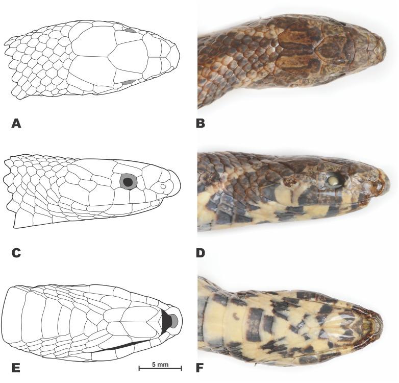 https://cdn.ncbi.nlm.nih.gov/pmc/blobs/39f1/6951295/8c56e5d78732/peerj-08-8332-g004.jpg