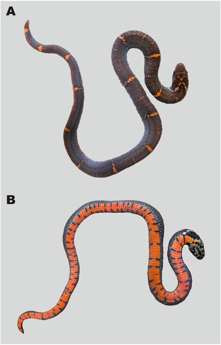 https://cdn.ncbi.nlm.nih.gov/pmc/blobs/39f1/6951295/d758d1f148dd/peerj-08-8332-g011.jpg