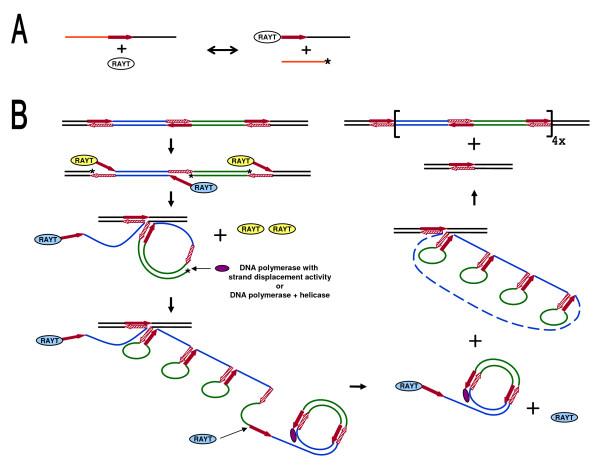 https://cdn.ncbi.nlm.nih.gov/pmc/blobs/39f2/2817692/ac37c766f7e5/1471-2164-11-44-6.jpg