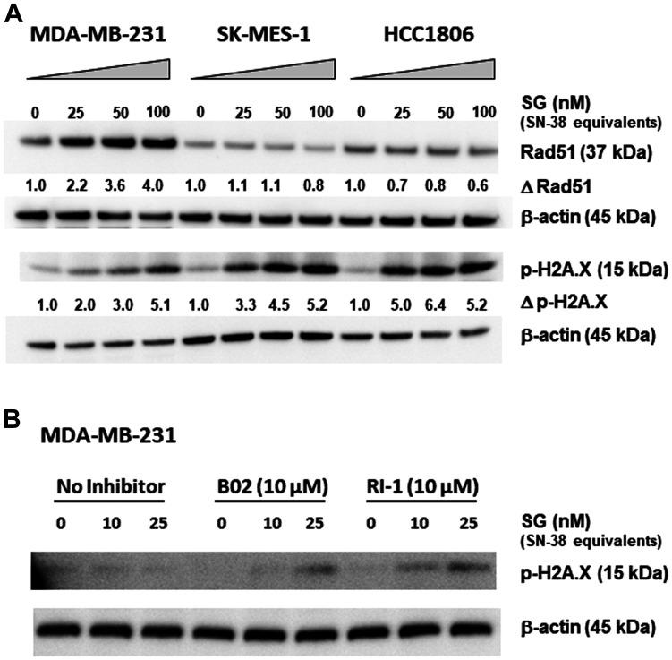 https://cdn.ncbi.nlm.nih.gov/pmc/blobs/39f7/7597411/4847c605d0ba/oncotarget-11-3849-g001.jpg