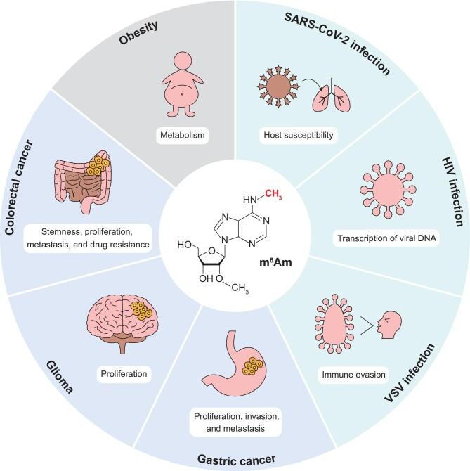 https://cdn.ncbi.nlm.nih.gov/pmc/blobs/39f9/11345611/dacfcf4eae64/mjae012fig3.jpg