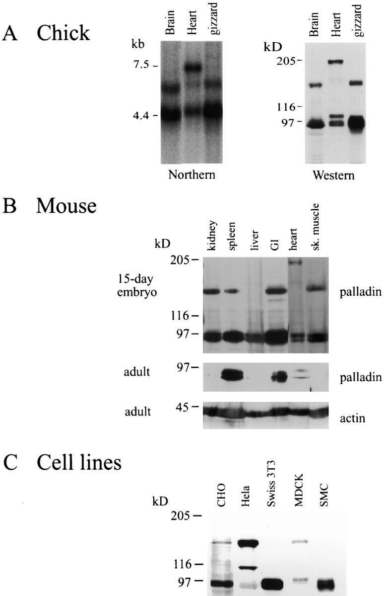 https://cdn.ncbi.nlm.nih.gov/pmc/blobs/39fa/2175193/ab2a8ee7e183/JCB9912002.f5.jpg