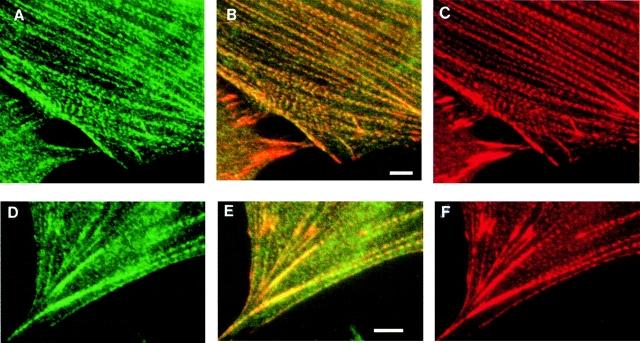 https://cdn.ncbi.nlm.nih.gov/pmc/blobs/39fa/2175193/b32f571305f6/JCB9912002.f2.jpg