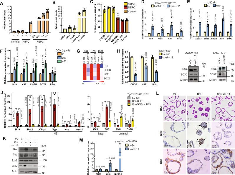 https://cdn.ncbi.nlm.nih.gov/pmc/blobs/39fa/8692330/cf8660c1d949/41467_2021_26901_Fig3_HTML.jpg