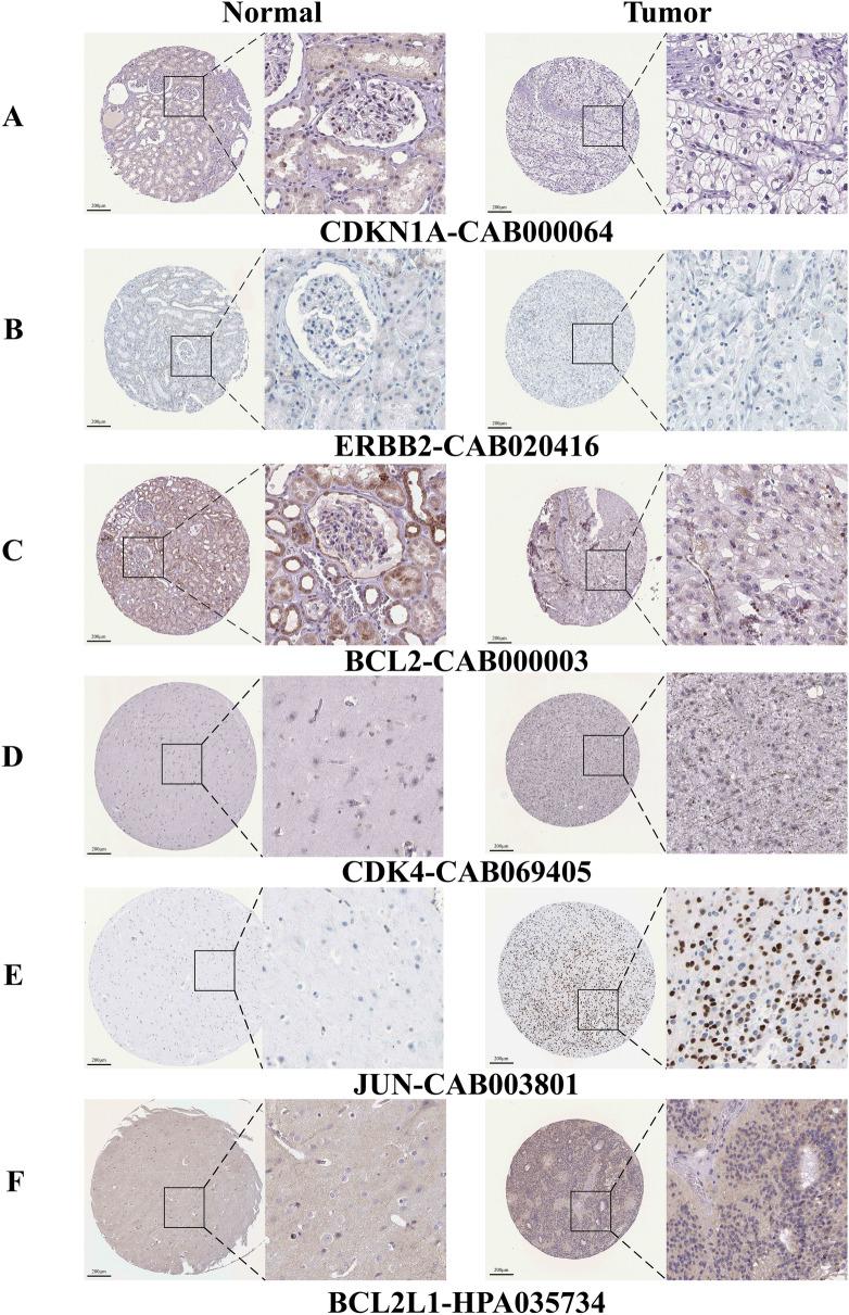 https://cdn.ncbi.nlm.nih.gov/pmc/blobs/39ff/11708064/a1f7568e8df6/12967_2024_6047_Fig12_HTML.jpg