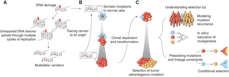 https://cdn.ncbi.nlm.nih.gov/pmc/blobs/3a00/10784746/02fa3fdfa27c/36fig2.jpg