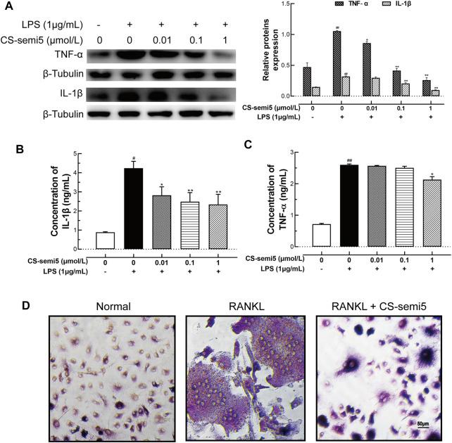 https://cdn.ncbi.nlm.nih.gov/pmc/blobs/3a06/8298759/2e0513198a8f/fphar-12-655101-g006.jpg