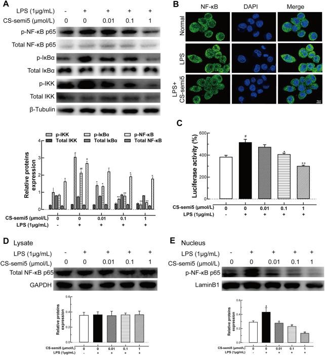 https://cdn.ncbi.nlm.nih.gov/pmc/blobs/3a06/8298759/73e0c5b9093d/fphar-12-655101-g007.jpg