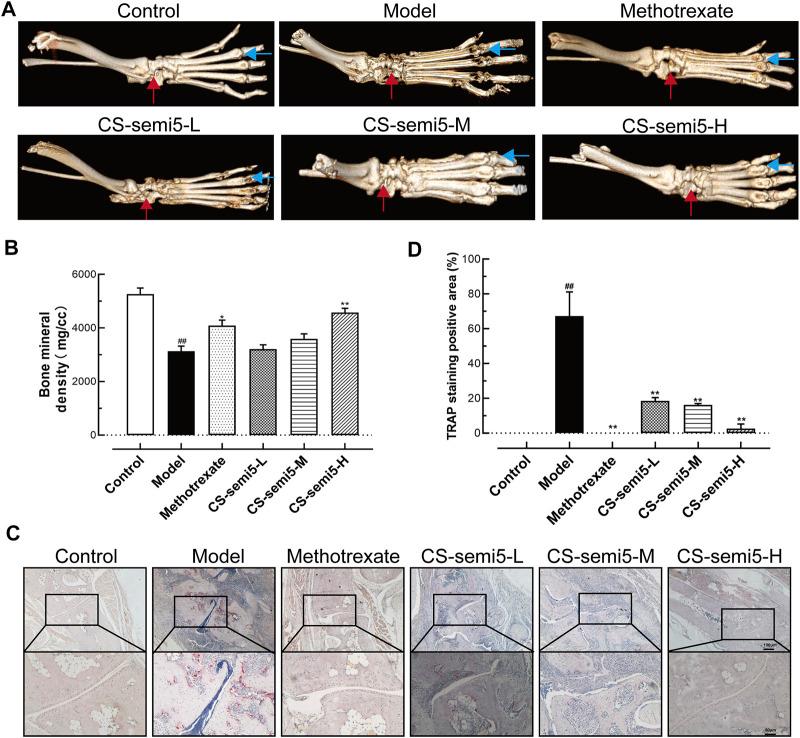 https://cdn.ncbi.nlm.nih.gov/pmc/blobs/3a06/8298759/af176fb57272/fphar-12-655101-g004.jpg