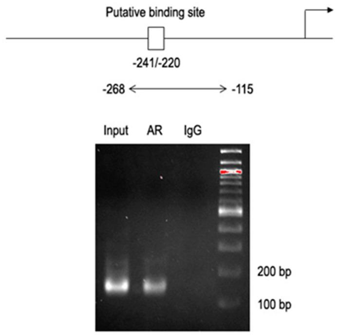 https://cdn.ncbi.nlm.nih.gov/pmc/blobs/3a09/10530579/94b2bbb49cb4/ijms-24-13733-g002.jpg