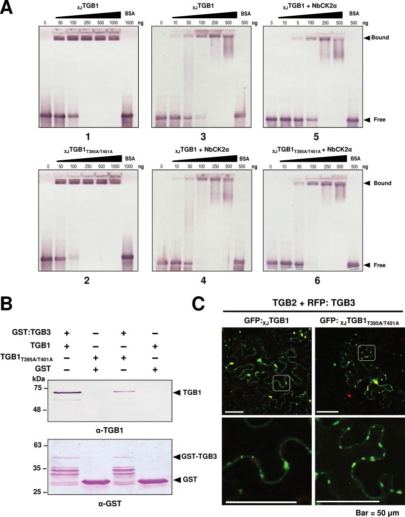 https://cdn.ncbi.nlm.nih.gov/pmc/blobs/3a09/4507770/ca10ac491cb4/exbotj_erv237_f0007.jpg
