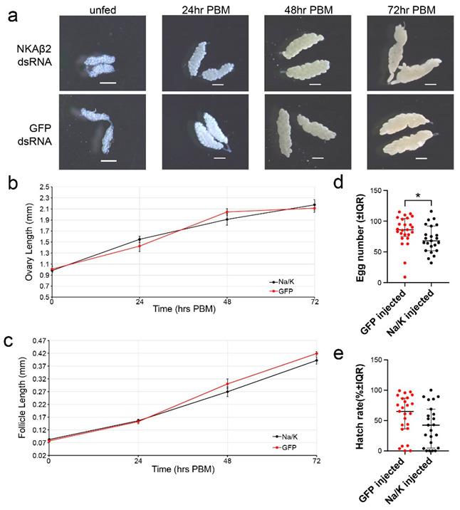 https://cdn.ncbi.nlm.nih.gov/pmc/blobs/3a0b/9862990/4ac3c93edf31/insects-14-00050-g002.jpg