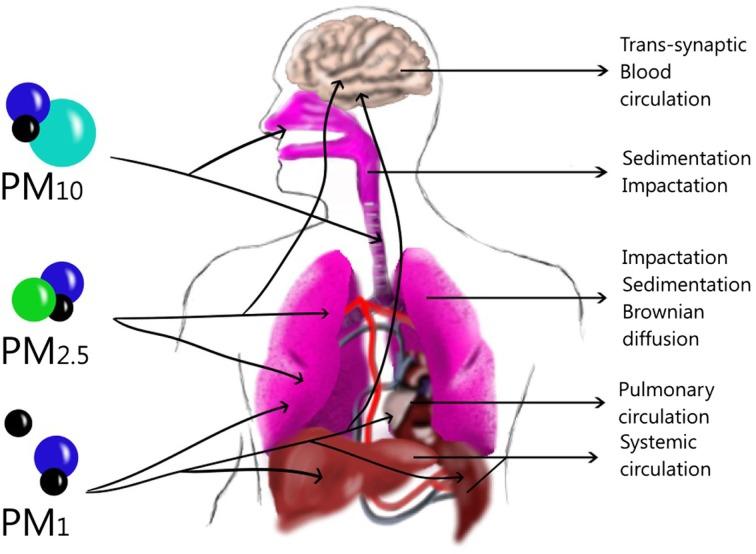 https://cdn.ncbi.nlm.nih.gov/pmc/blobs/3a0c/4719080/ea0d38ca957f/fimmu-07-00003-g002.jpg