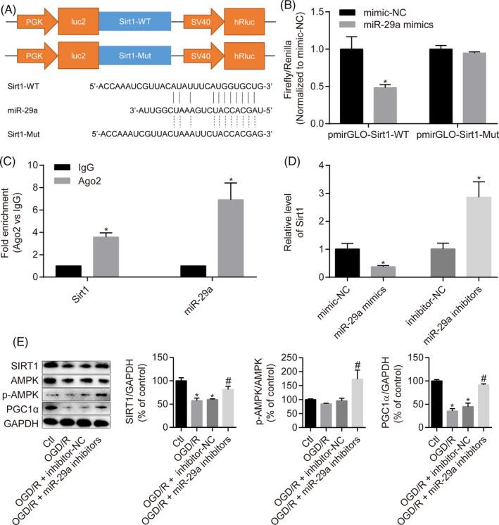 https://cdn.ncbi.nlm.nih.gov/pmc/blobs/3a0e/7309946/47c78283e4e2/CPR-53-e12818-g006.jpg