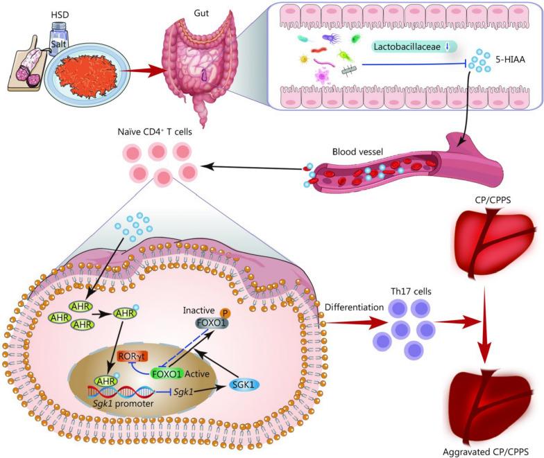 https://cdn.ncbi.nlm.nih.gov/pmc/blobs/3a1a/12087074/0f8b7593a3df/40779_2025_607_Fig8_HTML.jpg