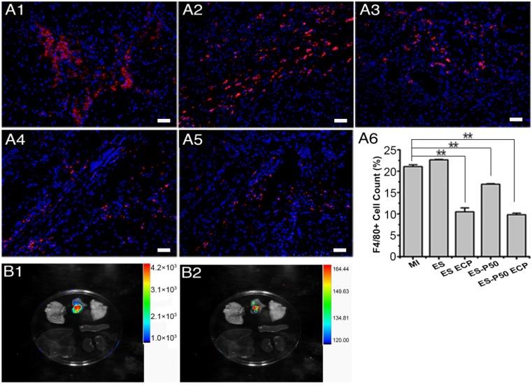 https://cdn.ncbi.nlm.nih.gov/pmc/blobs/3a1a/6217052/1d447f7db53b/thnov08p5159g010.jpg