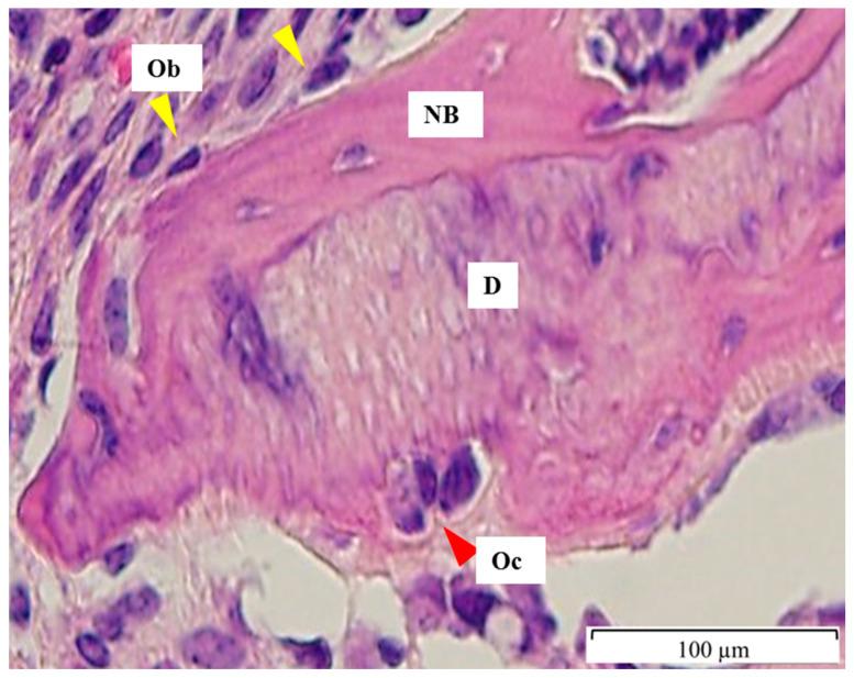 https://cdn.ncbi.nlm.nih.gov/pmc/blobs/3a1b/8883982/ff266fbcf2fa/jfb-13-00014-g001.jpg
