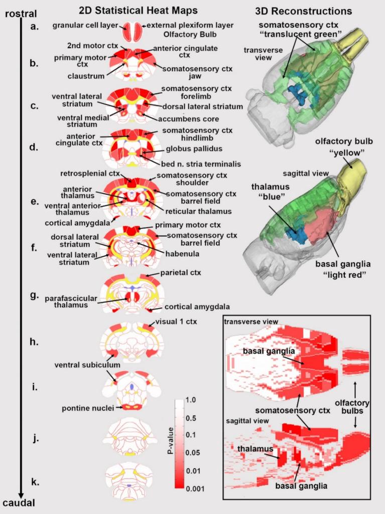 https://cdn.ncbi.nlm.nih.gov/pmc/blobs/3a1c/12078138/18cfa5602115/fnins-19-1554049-g001.jpg