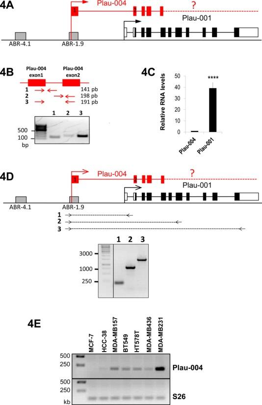 https://cdn.ncbi.nlm.nih.gov/pmc/blobs/3a1d/4176185/b56a33ac57b1/gku814fig4.jpg