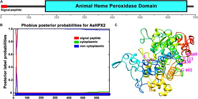 https://cdn.ncbi.nlm.nih.gov/pmc/blobs/3a1d/7506126/d83c34bc7541/fphys-11-572340-g002.jpg