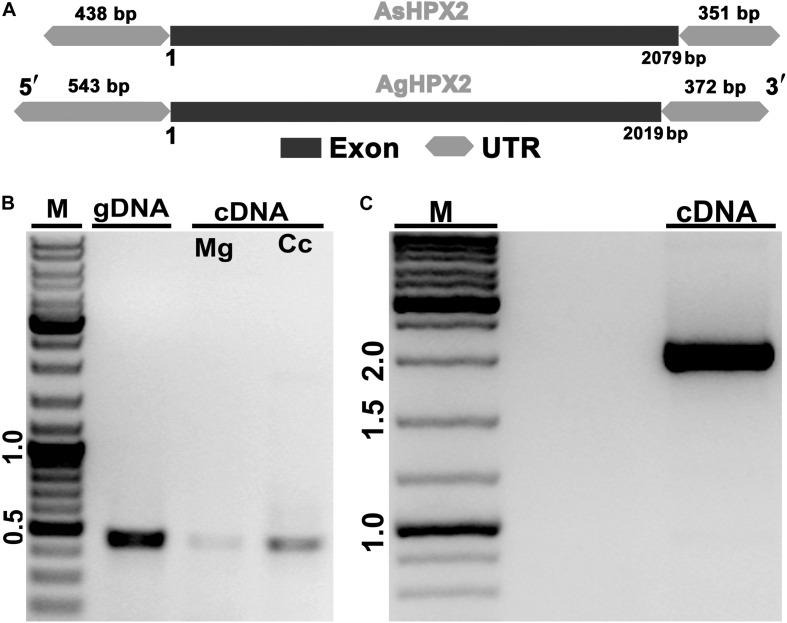 https://cdn.ncbi.nlm.nih.gov/pmc/blobs/3a1d/7506126/dd635adb17c0/fphys-11-572340-g001.jpg