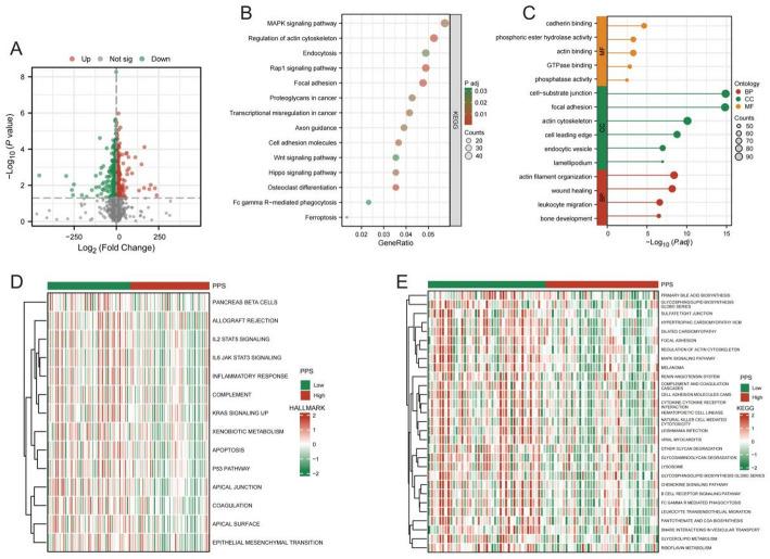 https://cdn.ncbi.nlm.nih.gov/pmc/blobs/3a20/12350906/00cb58adc52e/12672_2025_3364_Fig5_HTML.jpg